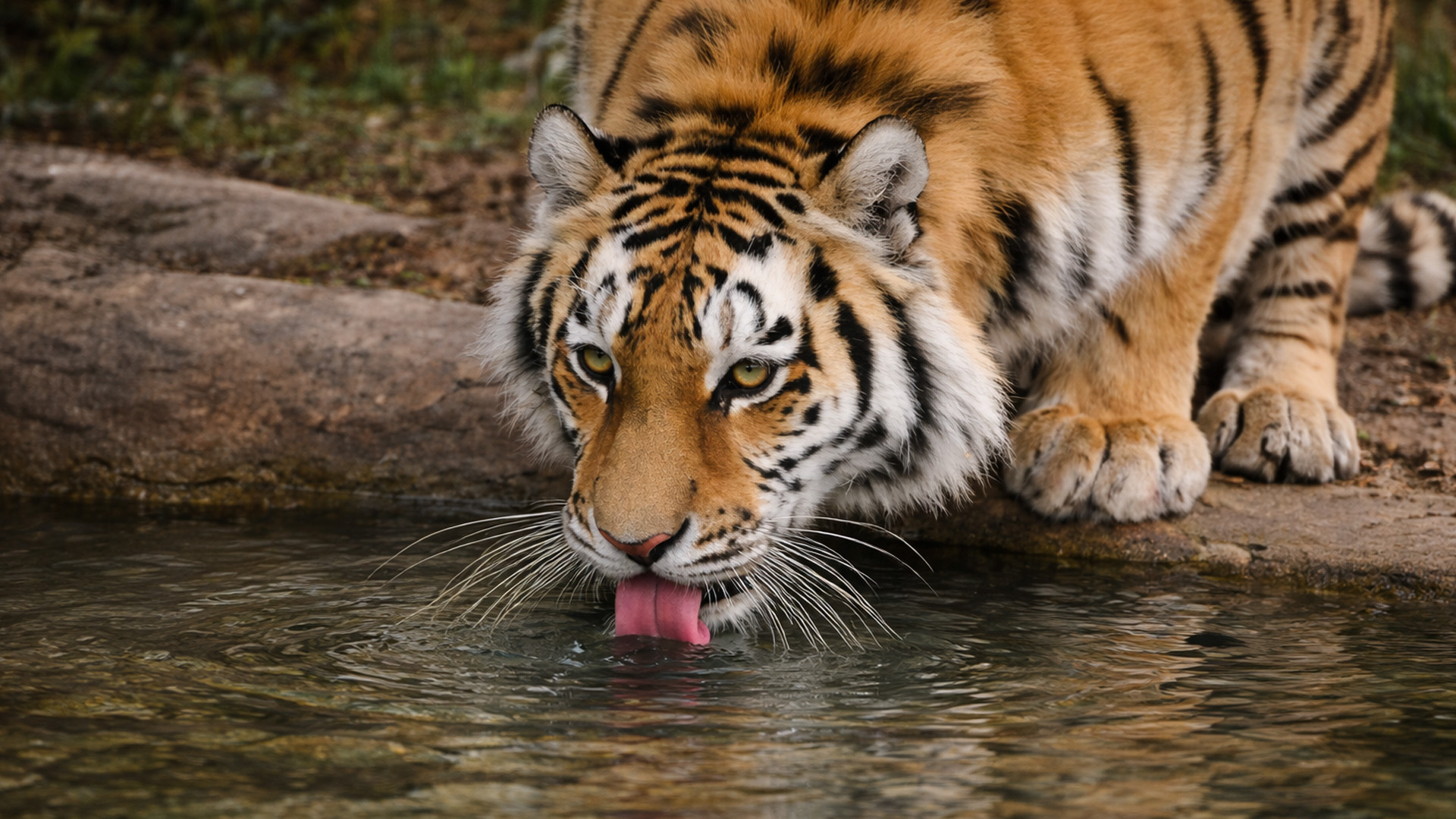 This camera trap recorded a tiger stopping to drink