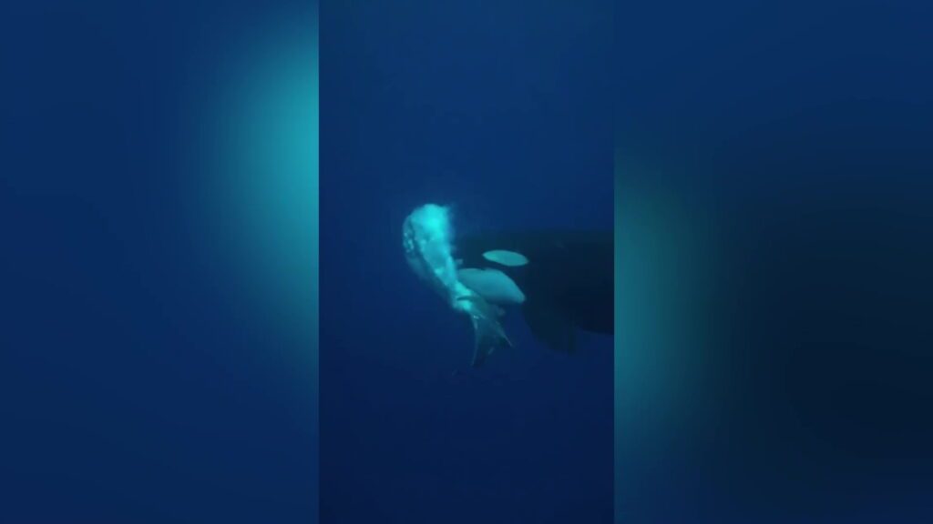 Orca filmed hunting giant sunfish in rare underwater encounter