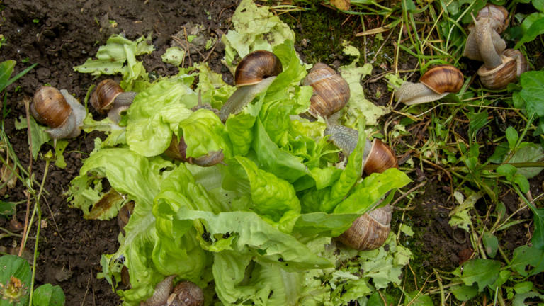 Ben je lekker in de tuin aan het werk en heb je er nieuwe planten in gezet, zijn ze gelijk al half opgegeten door slakke