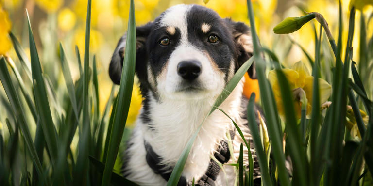 Plants toxic to dogs: Spring garden flowers to avoid