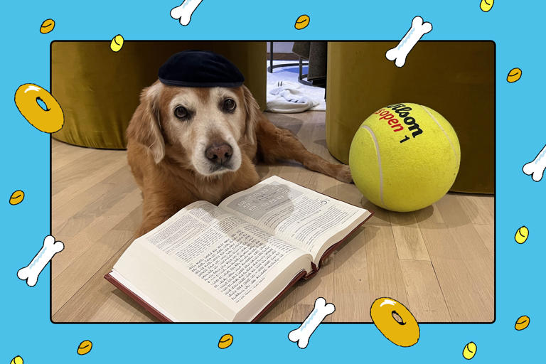 Some dogs just turn 13. Others get a 'bark mitzvah'.