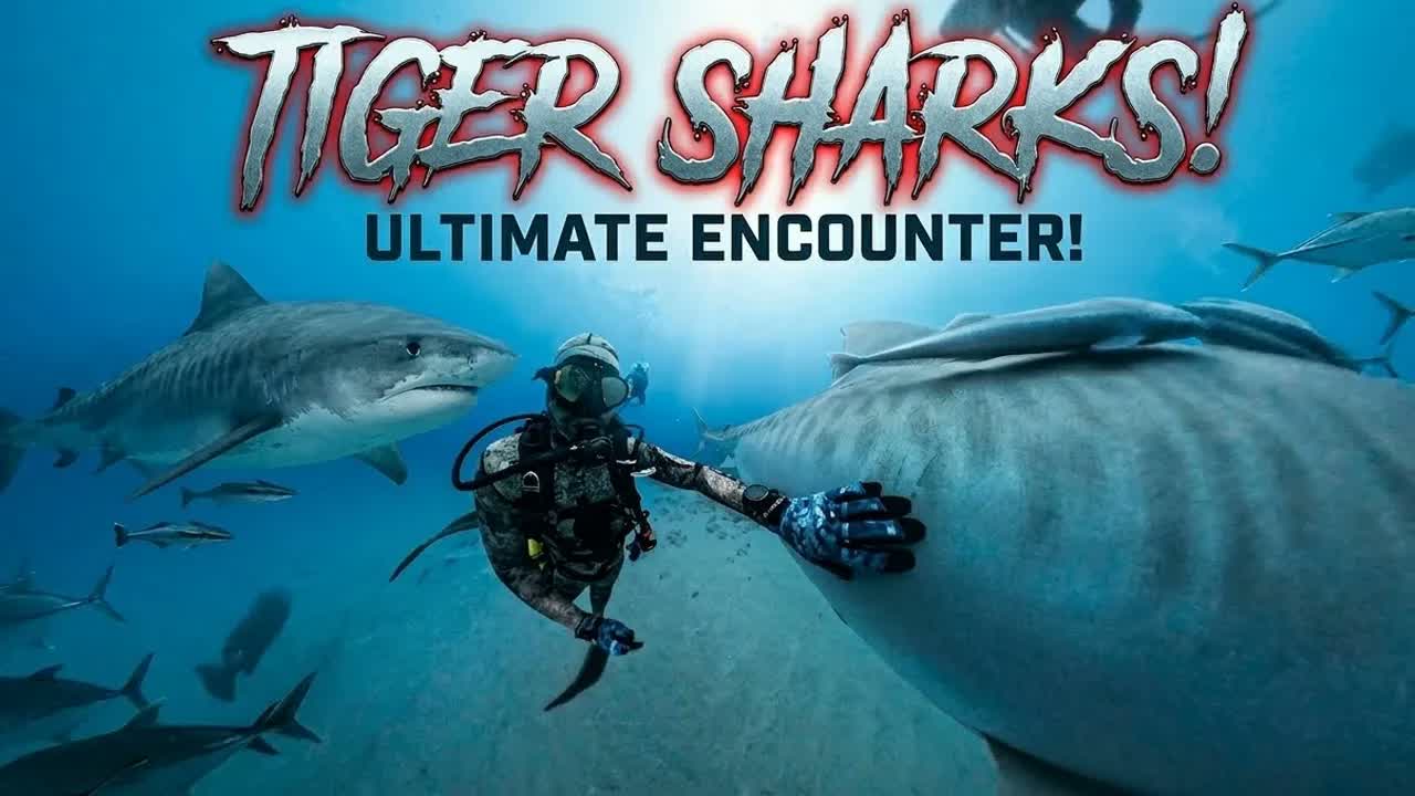 Face to face with one of the ocean’s most powerful predators