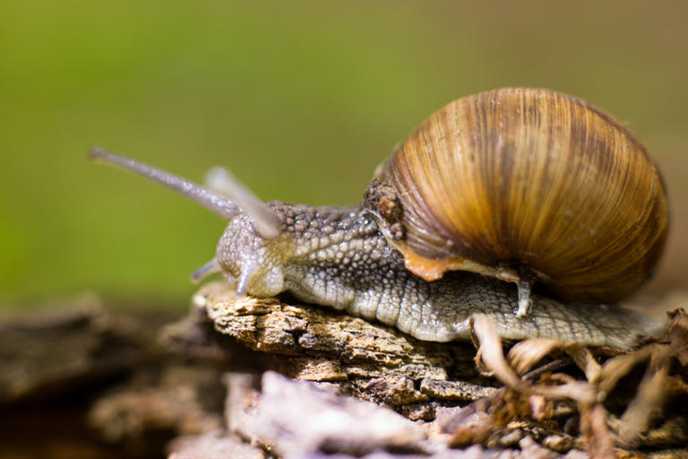 Vieze slakken in je tuin? Zo bestrijd je deze beestjes zonder giftige middelen