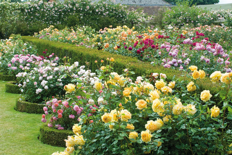 English roses in the house & garden