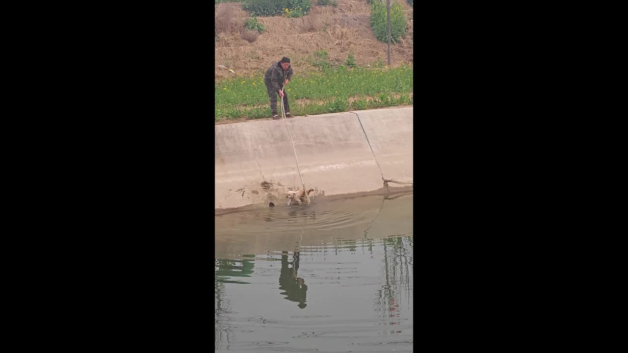 Man rescues dog from concrete waterway in Henan, China