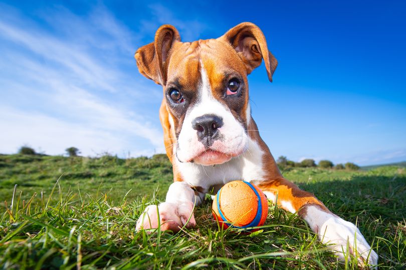 all-67-dog-breeds-that-could-be-banned-under-new-uk-law-full-list
