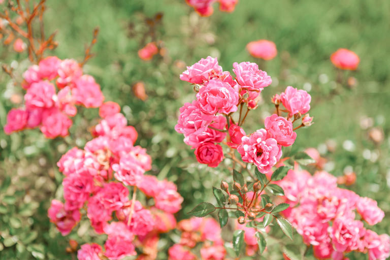 English roses in the house & garden