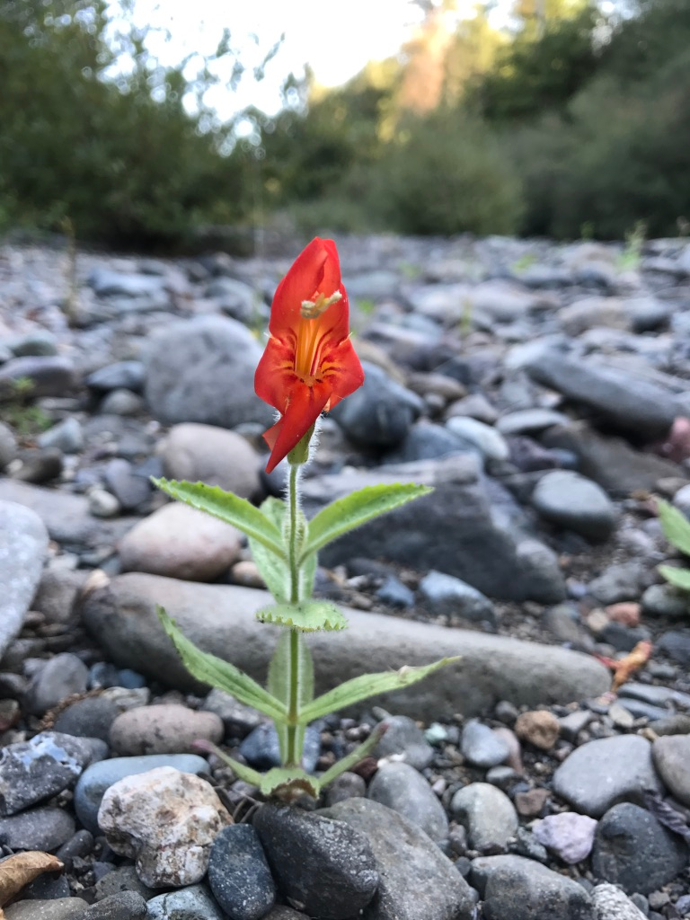 This endangered wildflower does something scientists didn’t expect