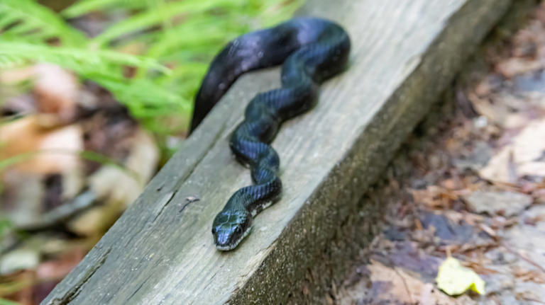What to do if you see a snake on the trail (and the one thing to never do)