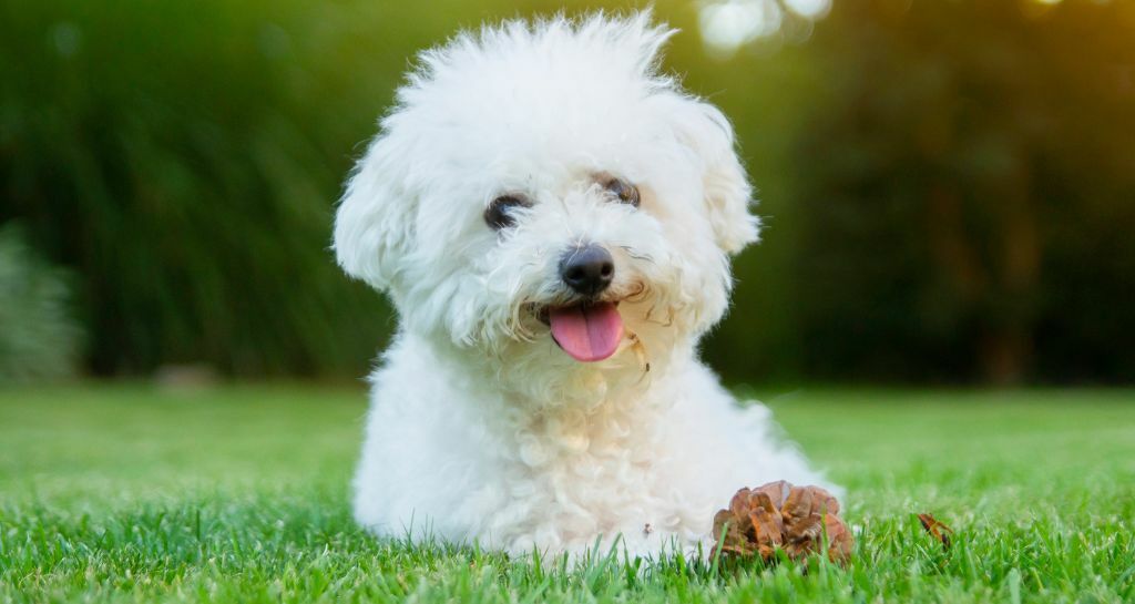 Bichon frisé: la storia del cane “marinaio”