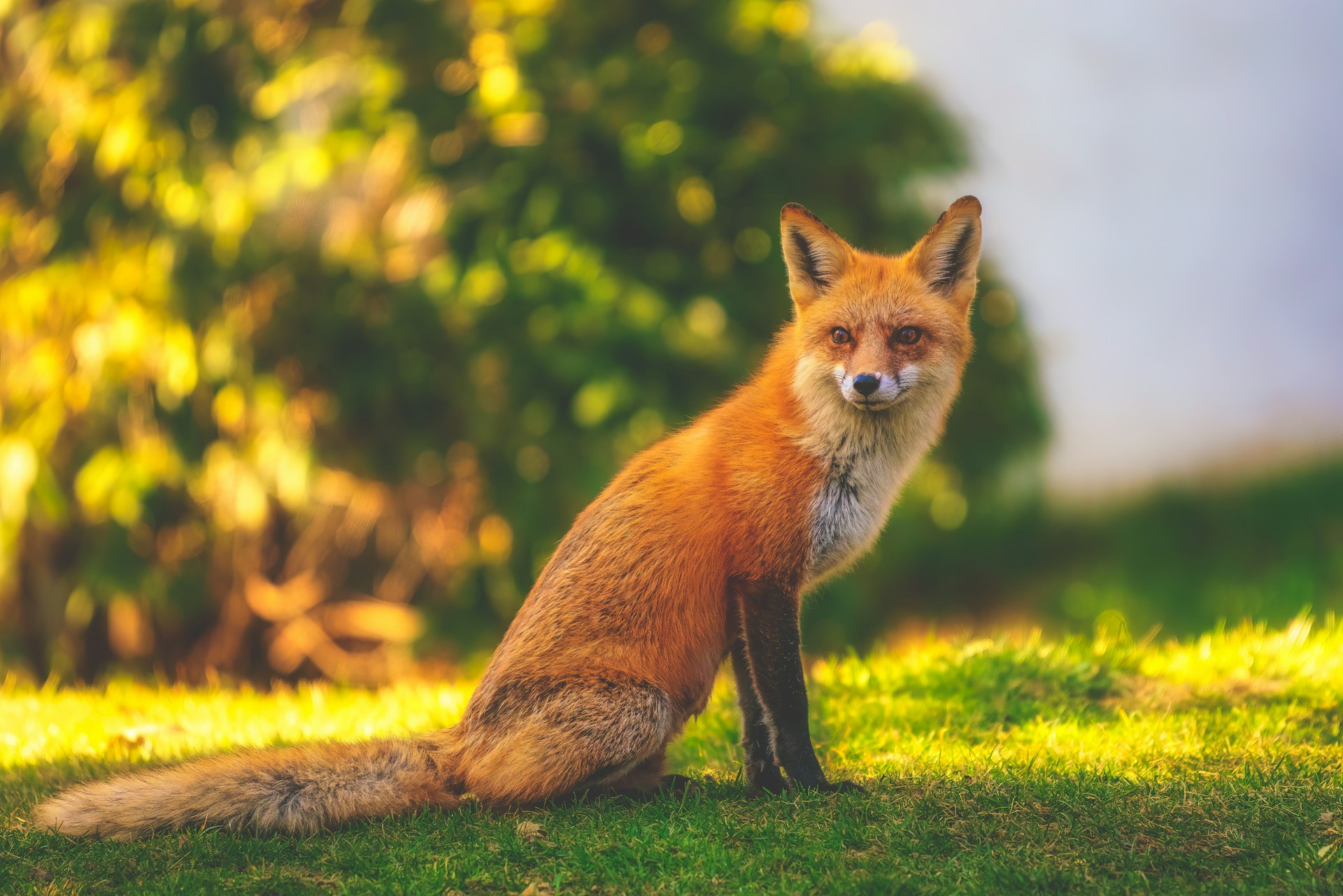 Incredible journey: A fox crosses the Atlantic from England to the USA