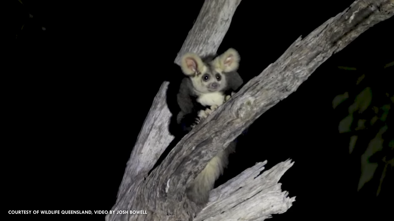 Watch what happens when the “Flying Koala” glides between trees at night