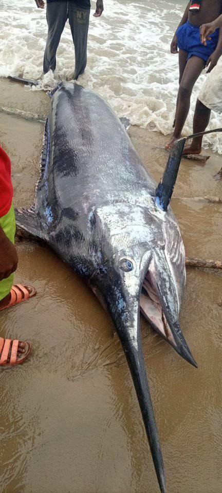Um pescador capturou um gigantesco marlim-azul avaliado em mais de R ...
