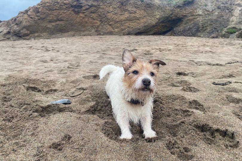 Cornwall owner makes desperate plea after beloved pet is washed away