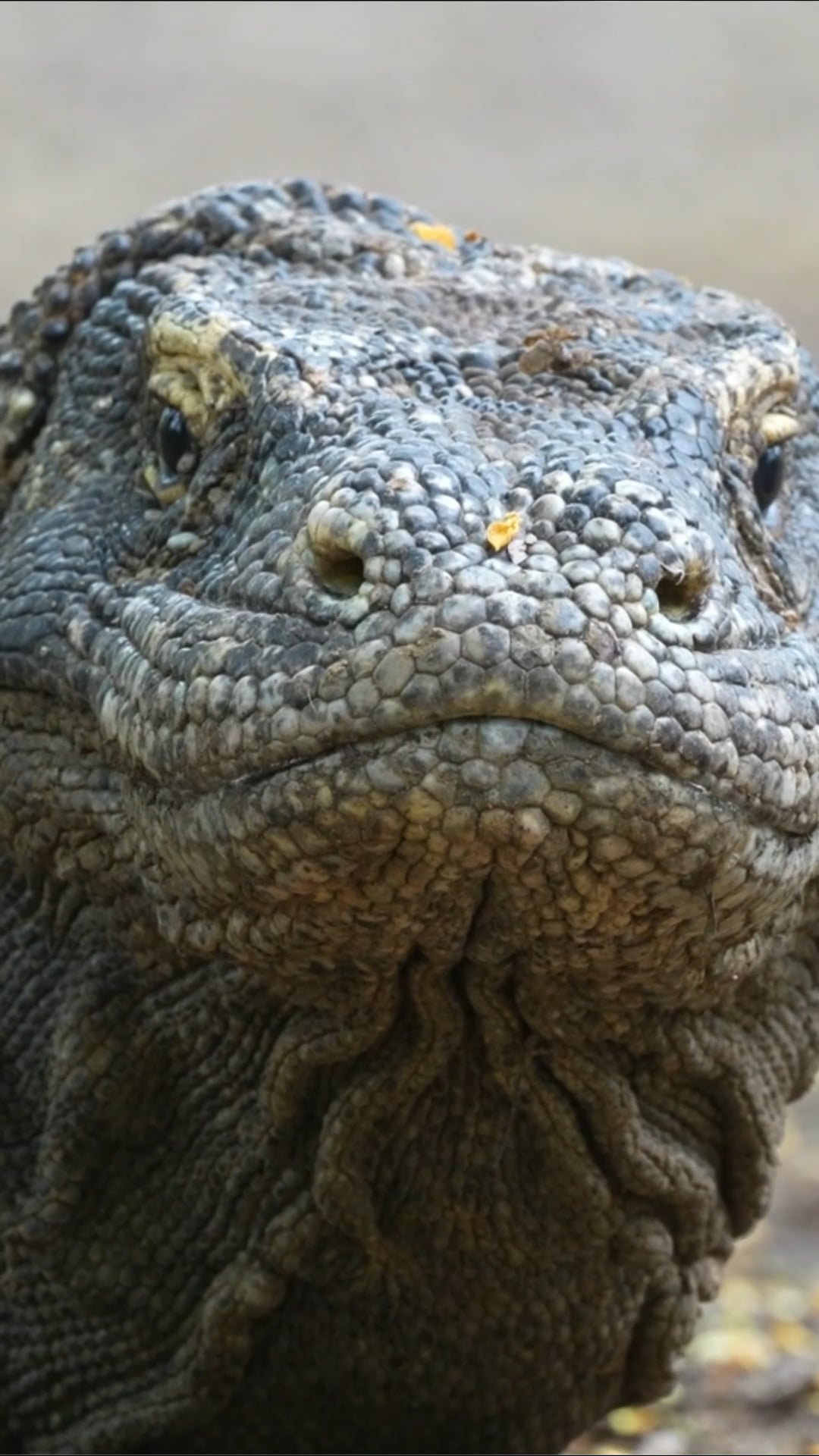 The Komodo dragon: The world's largest lizard, up close