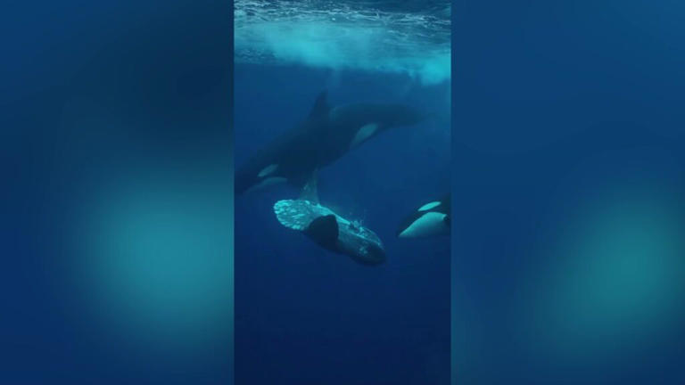 Orca filmed hunting giant sunfish in rare underwater encounter