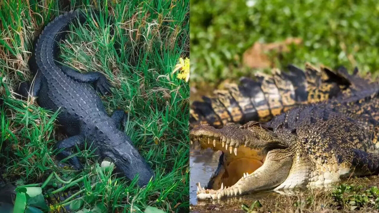 The only place on Earth where crocodiles and alligators live together