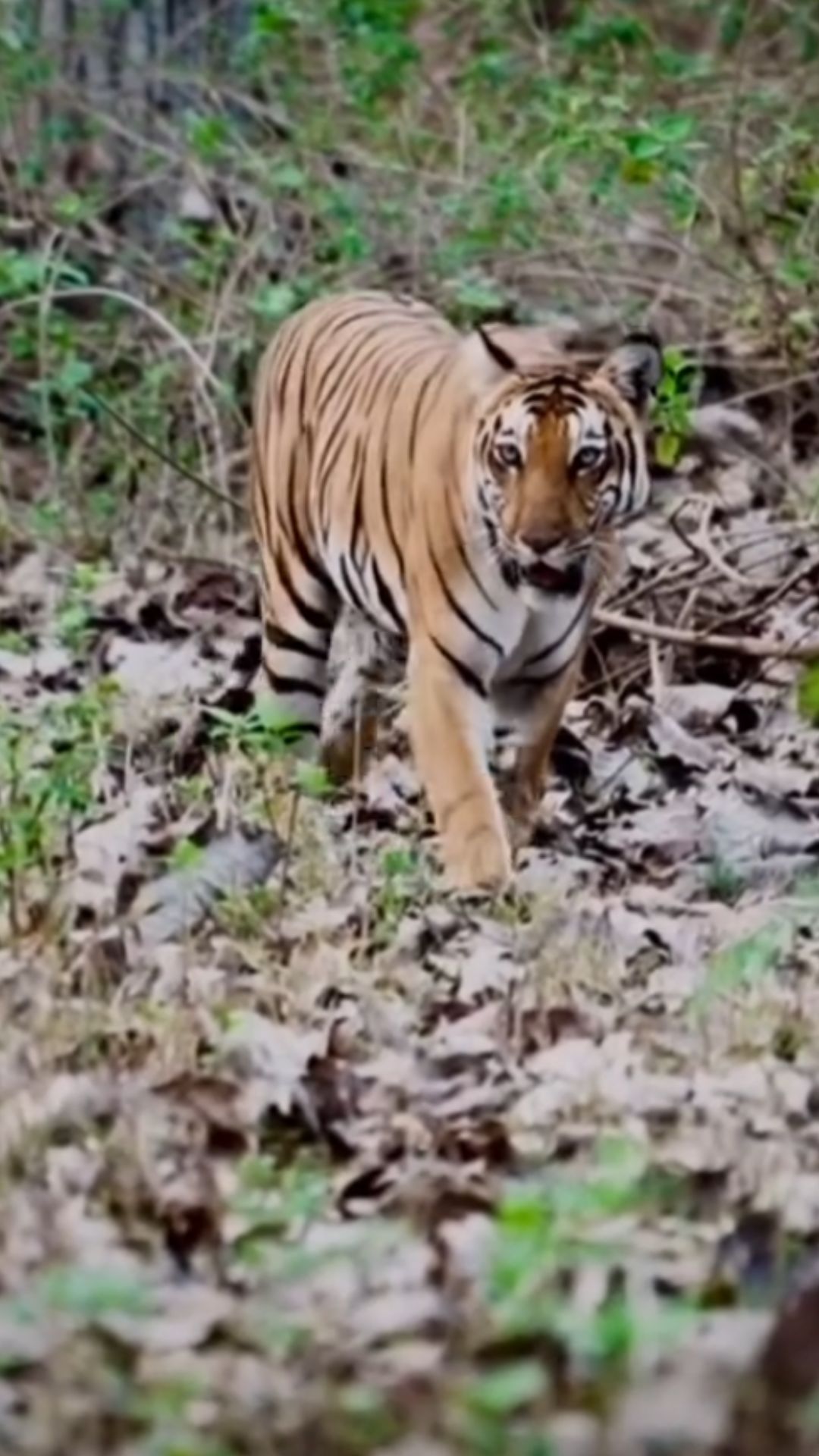 Indias Royal Bengal Tiger Majestic Wildlife Insights
