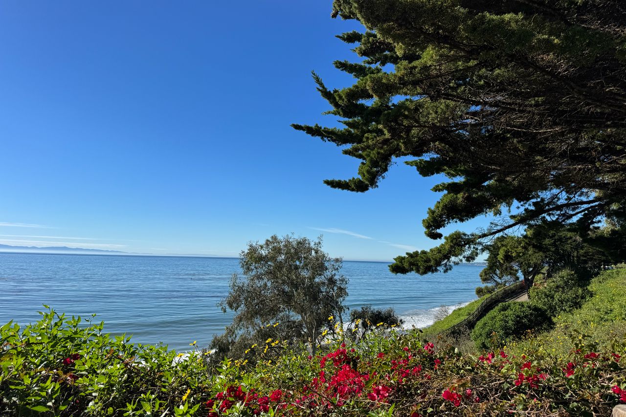 Coastal view with trees and flowers in the foreground ocean in the background