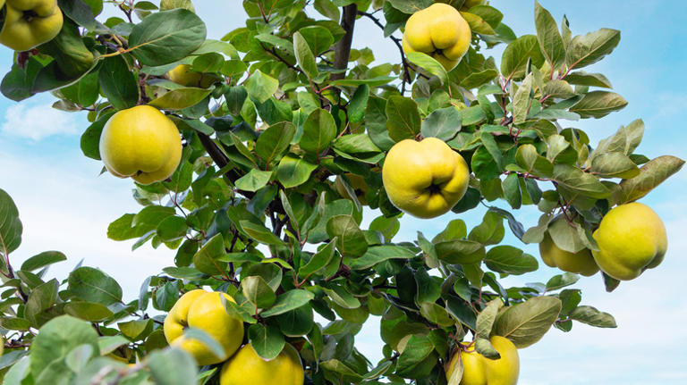 The fruit tree Martha Stewart loved so much she moved it from house to ...