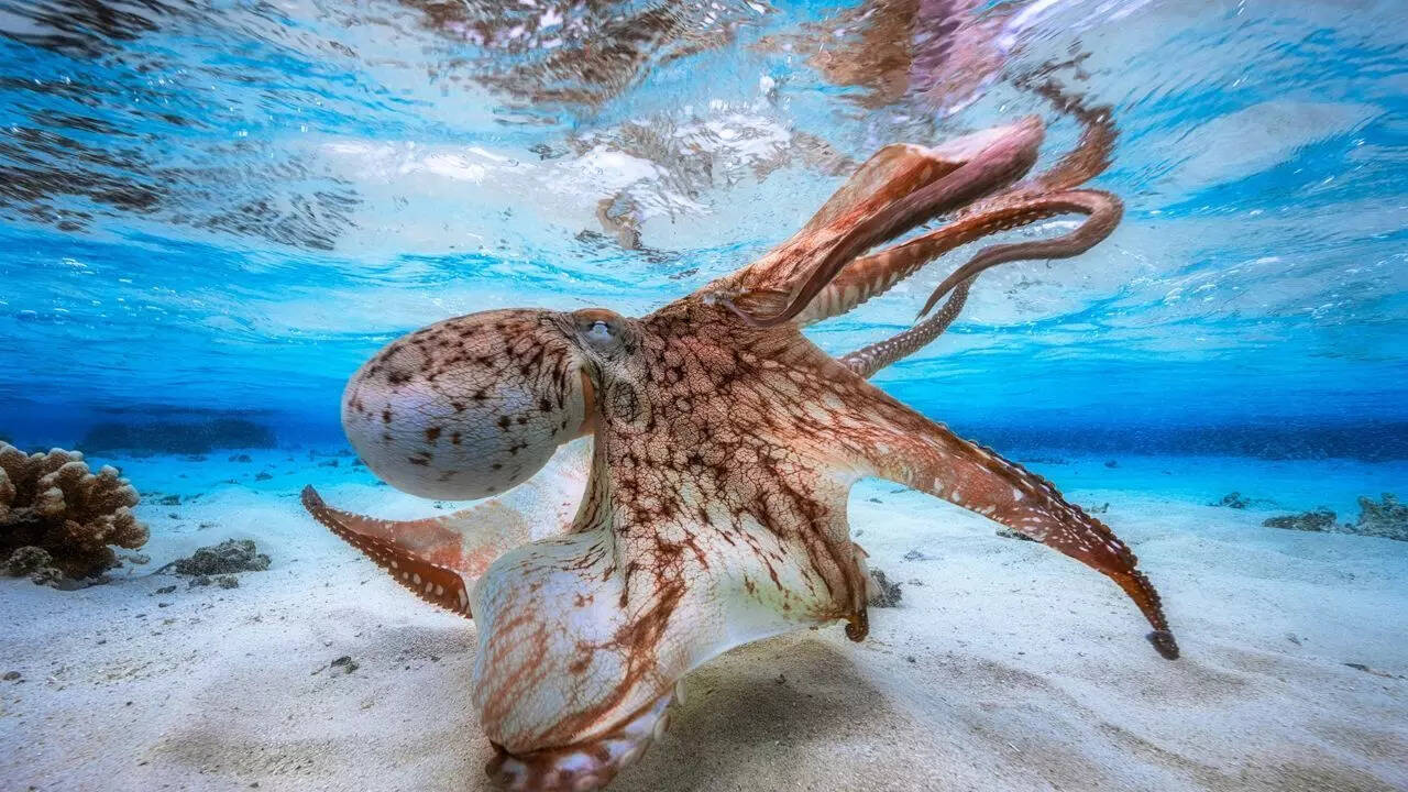 Three hearts, blue blood and a genius brain: Meet the ocean’s strangest ...