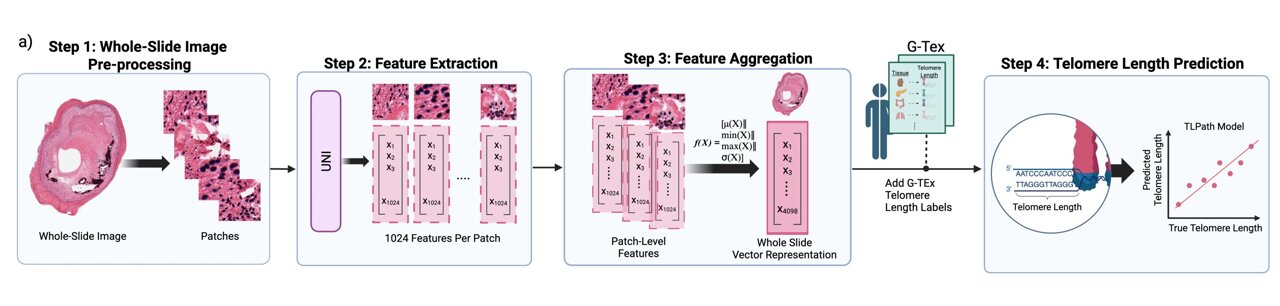 Computational model predicts telomere length from routine biopsy slide ...