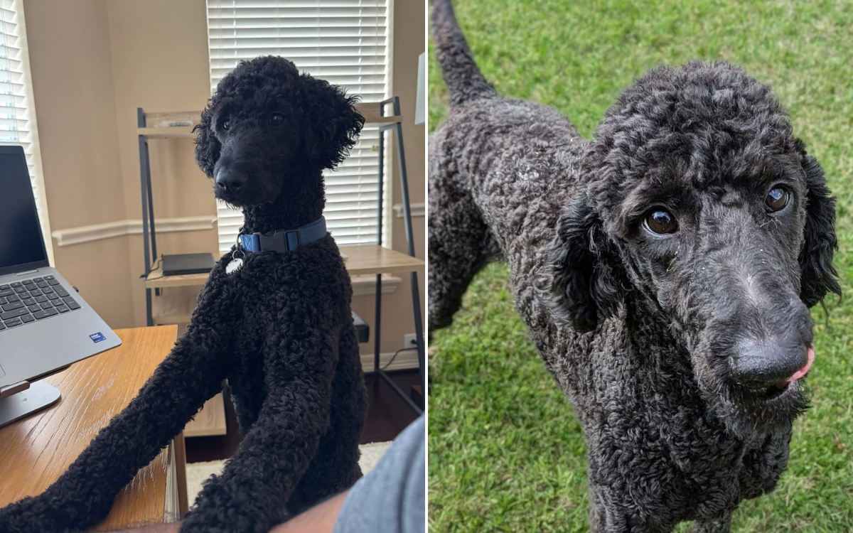 Everyone thought she was a standard poodle; a DNA test changed everything