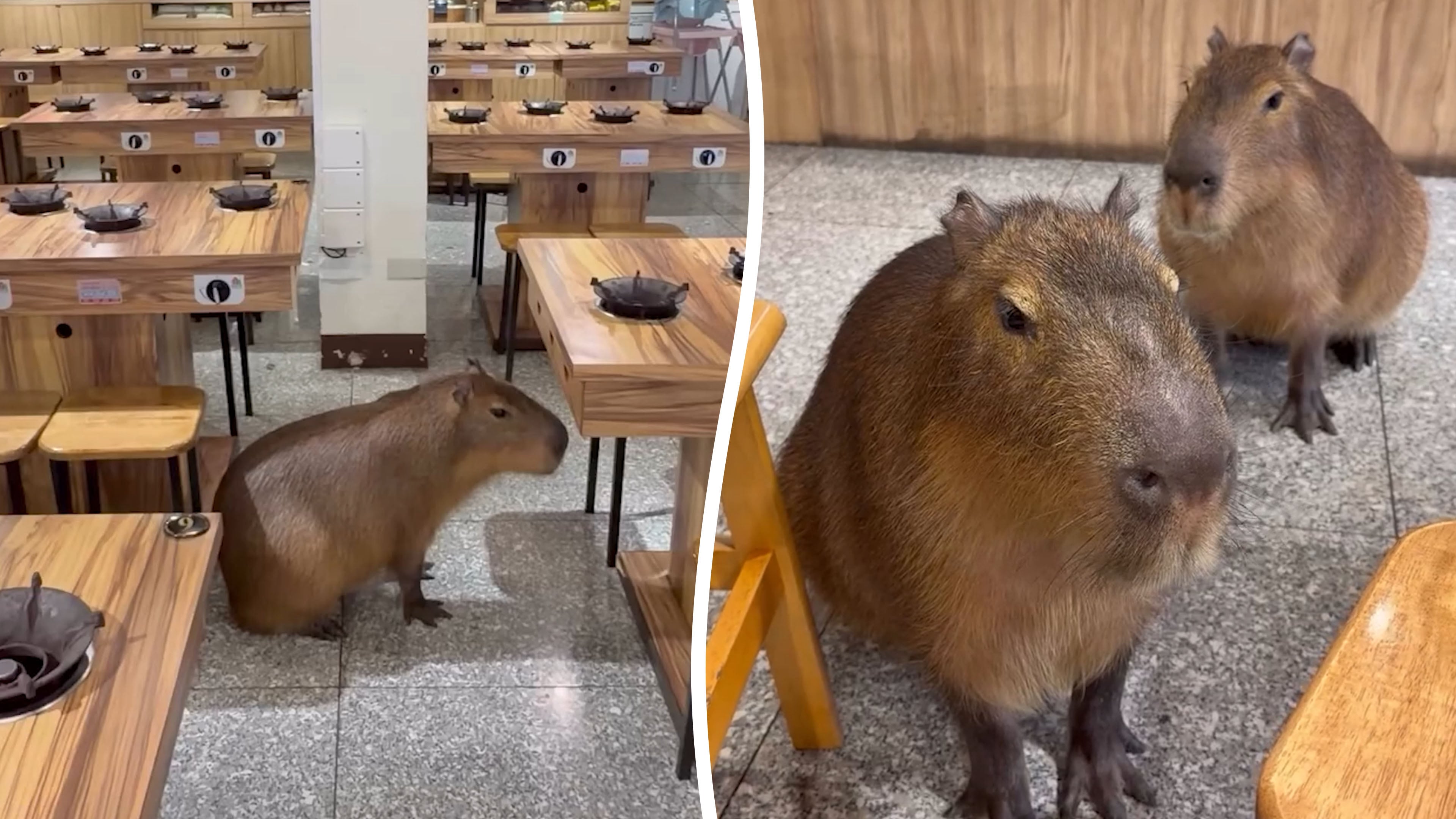 Capybaras seen lounging inside hotpot restaurant