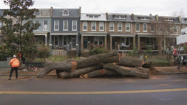 Photos: Massive tree nearly crushes home in Southeast DC