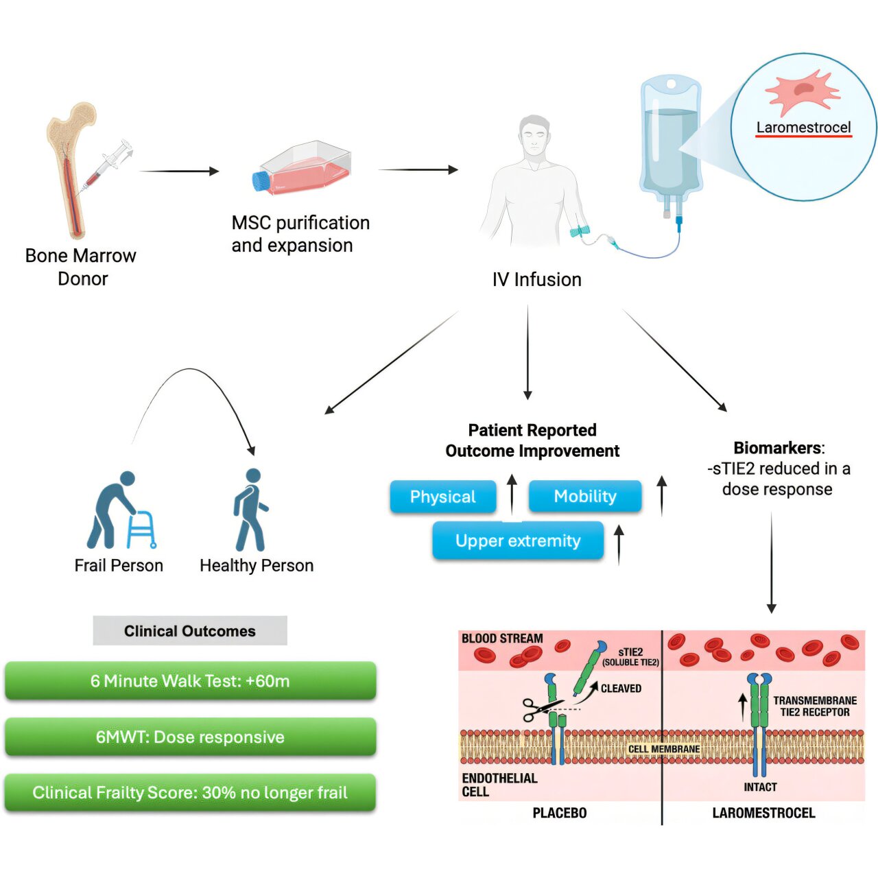 Stem cell therapy shows promise for reversing aging-related frailty in ...