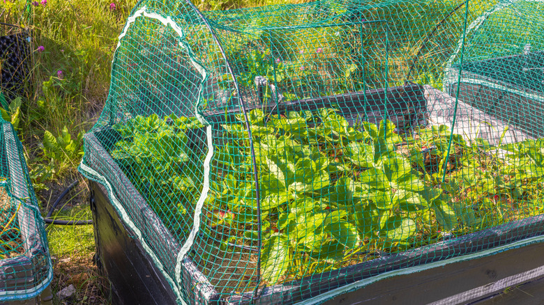 Why you should avoid using mesh garden netting and what to use instead