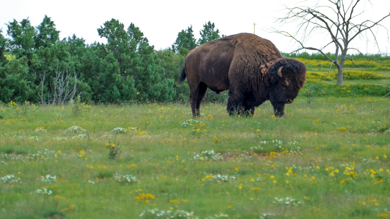 Bison vs. buffalo: How to tell the difference between the 2 animals