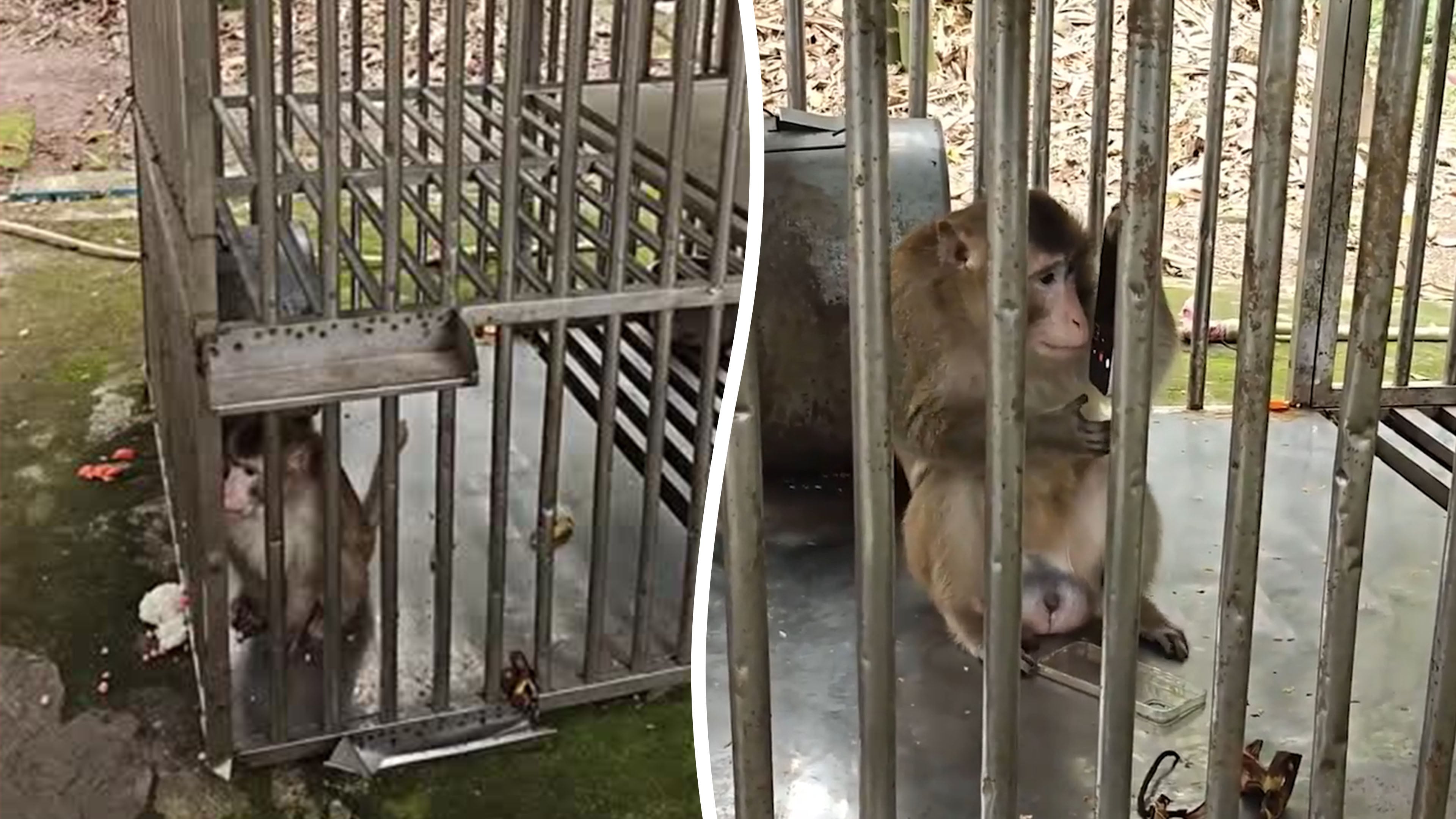 Shocking moment caged monkey grabs tourist phone