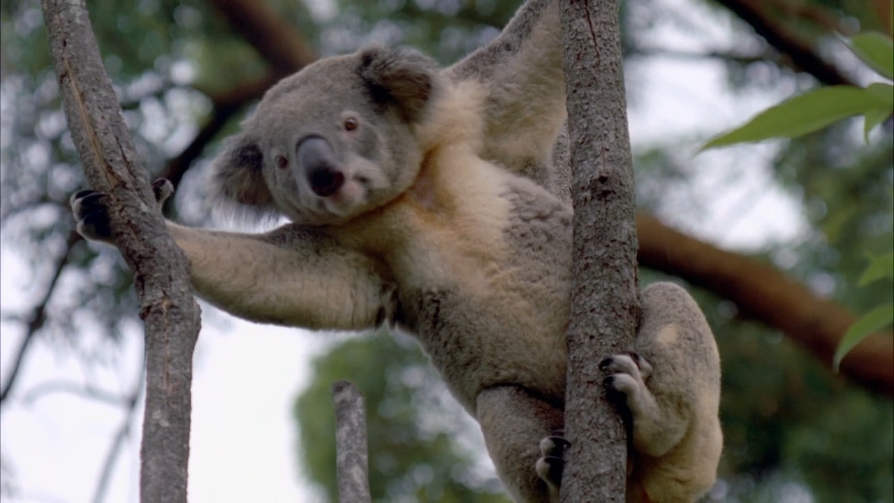 Why some of the cutest animals are also survival experts