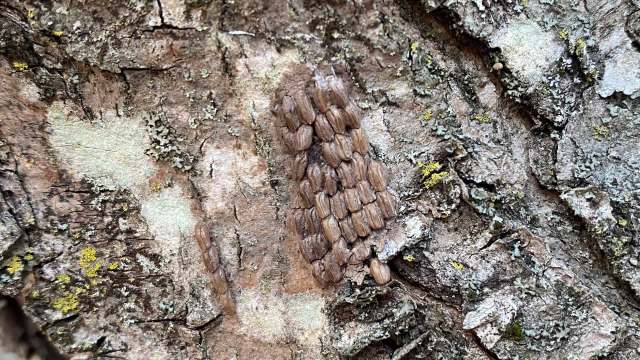 Officials issue warning as US region becomes infested with harmful ...