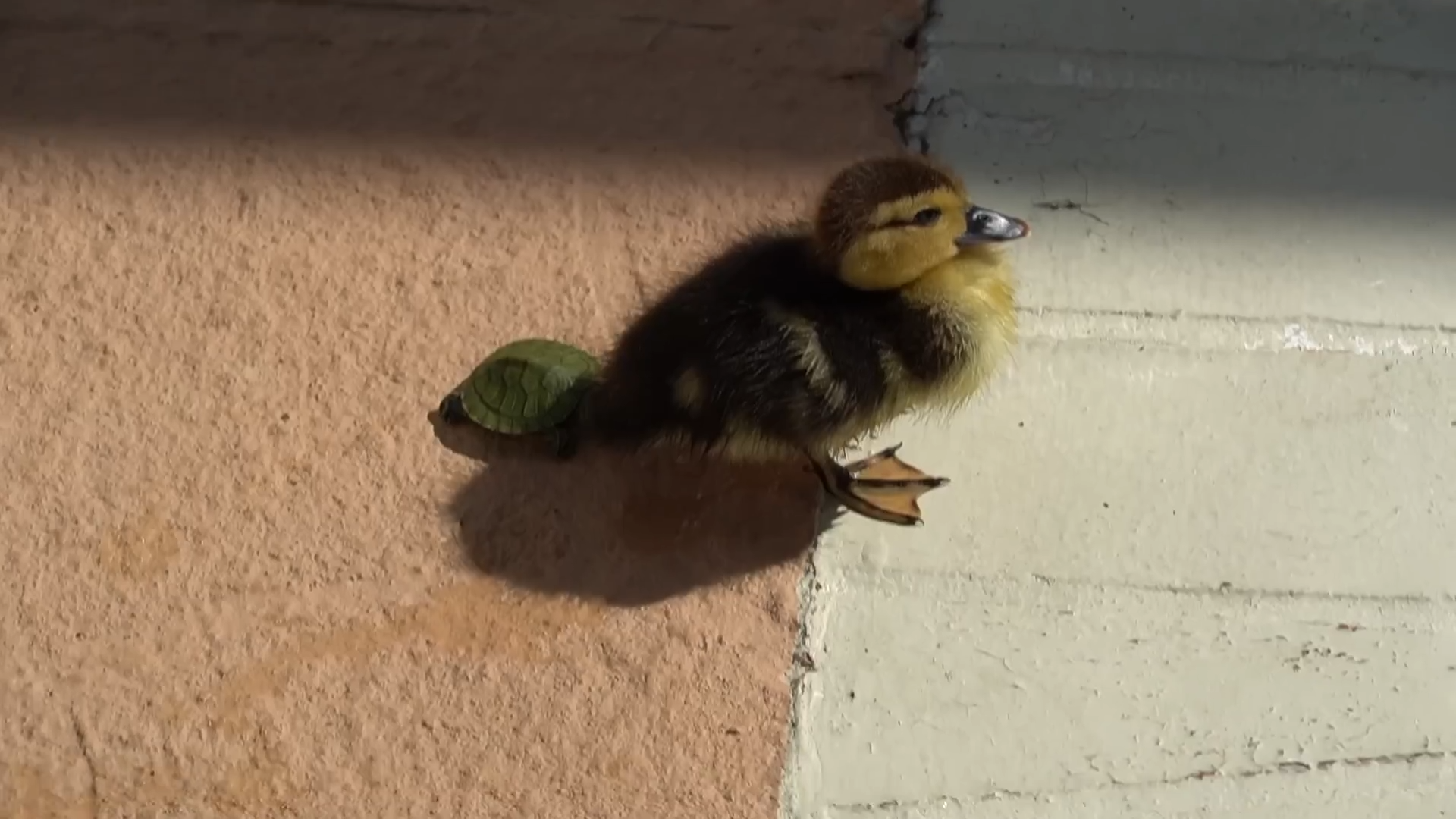 baby-turtle-and-ducklings-in-my-backyard