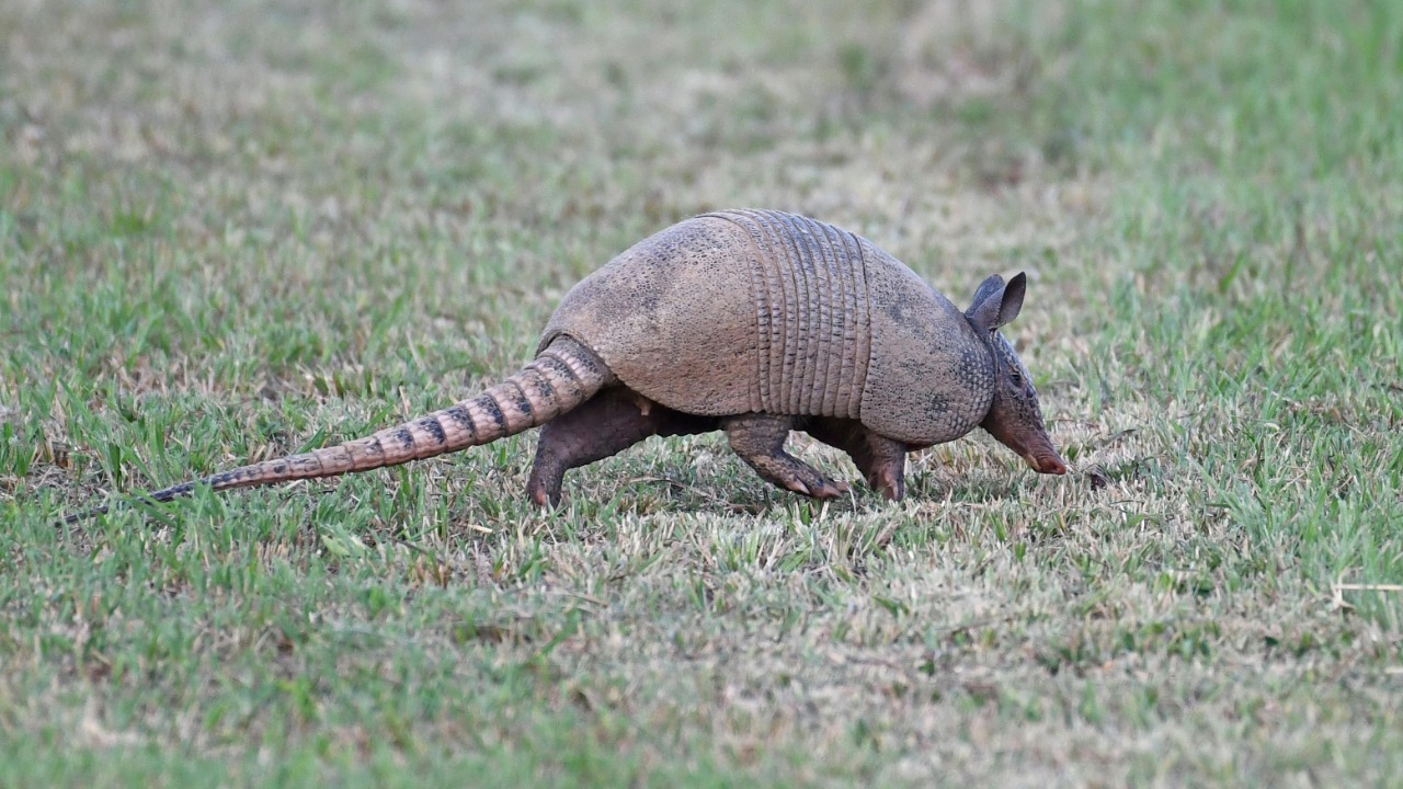 Armadillos are spreading into North Carolina as their range expands