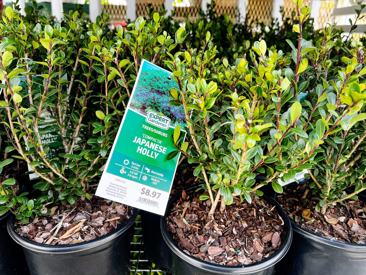 plant-tag.jpg