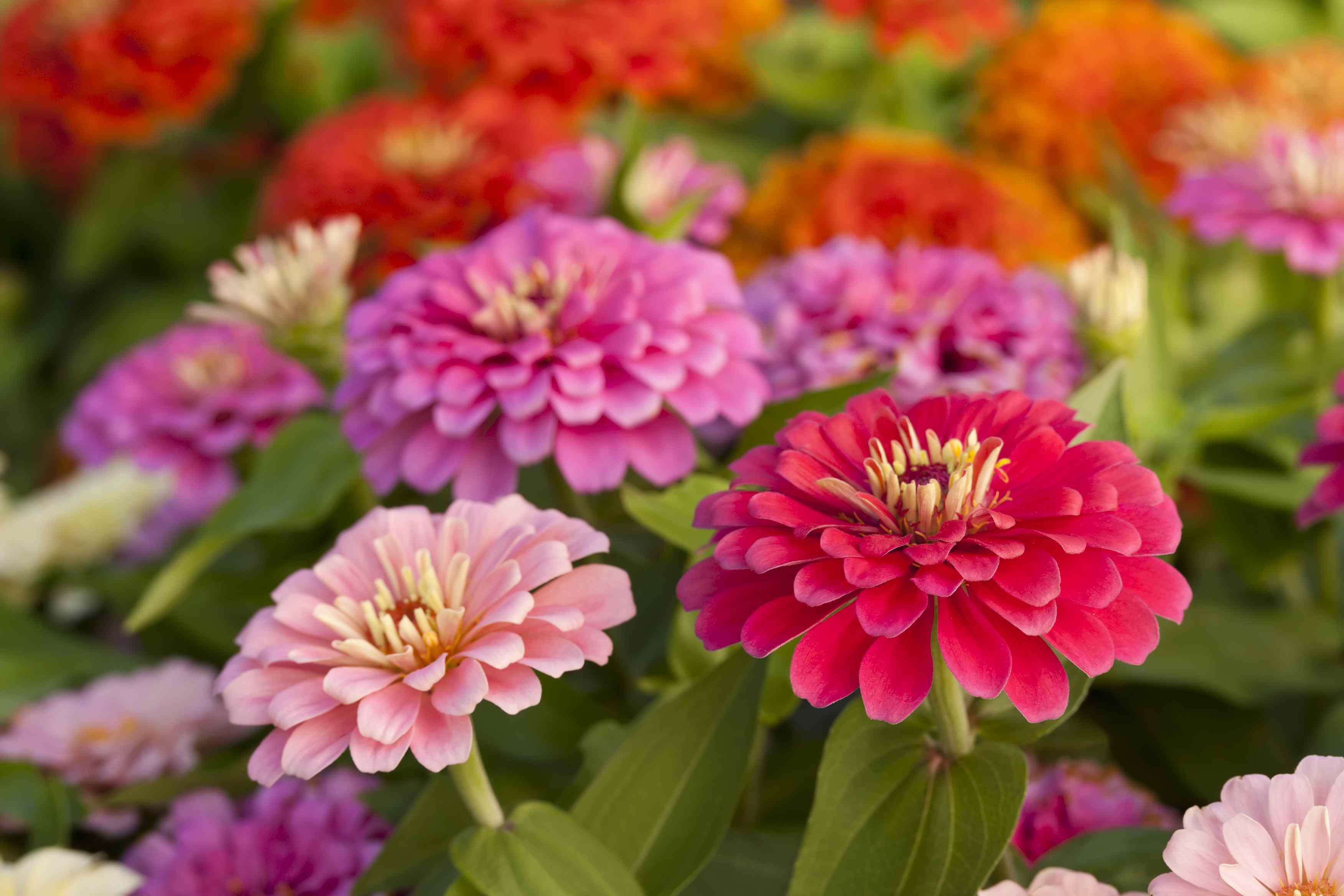 Plant these 7 flower seeds now to enjoy gorgeous summer blooms in your ...