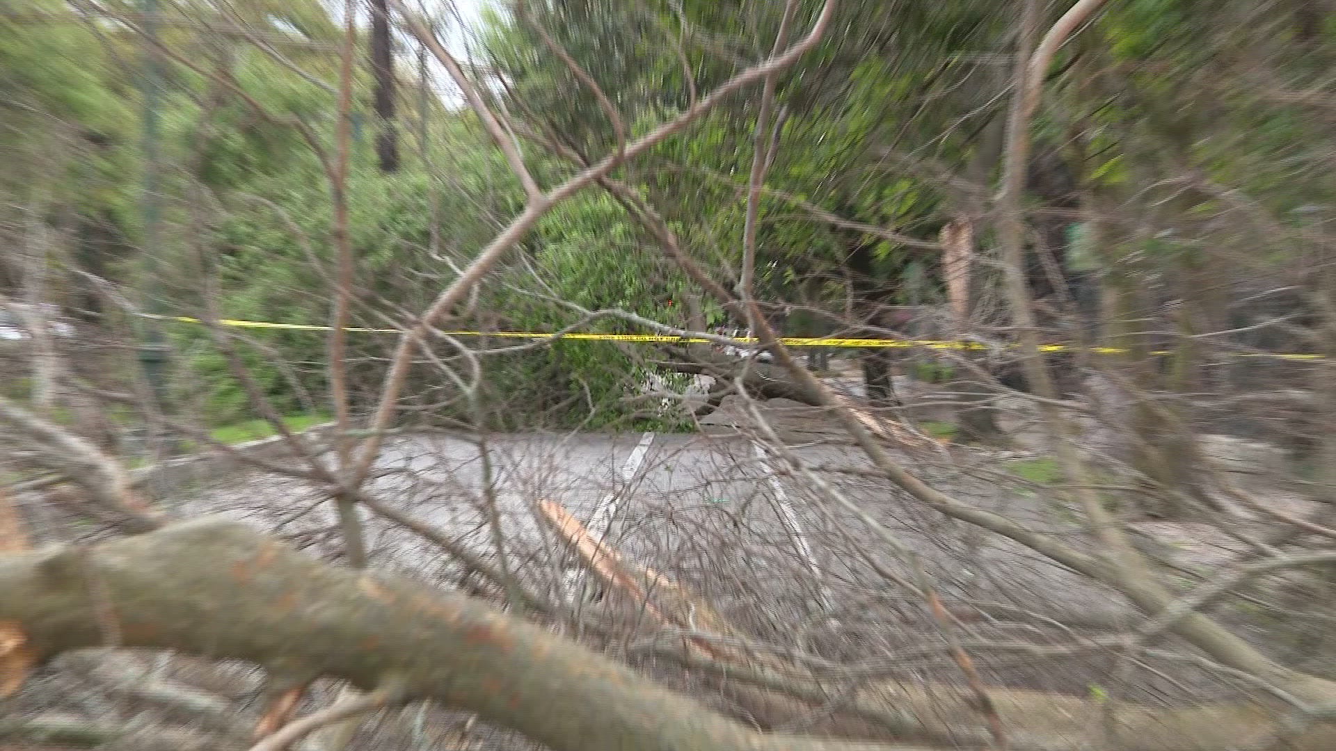 Strong winds knock down trees on St. Charles Avenue in New Orleans