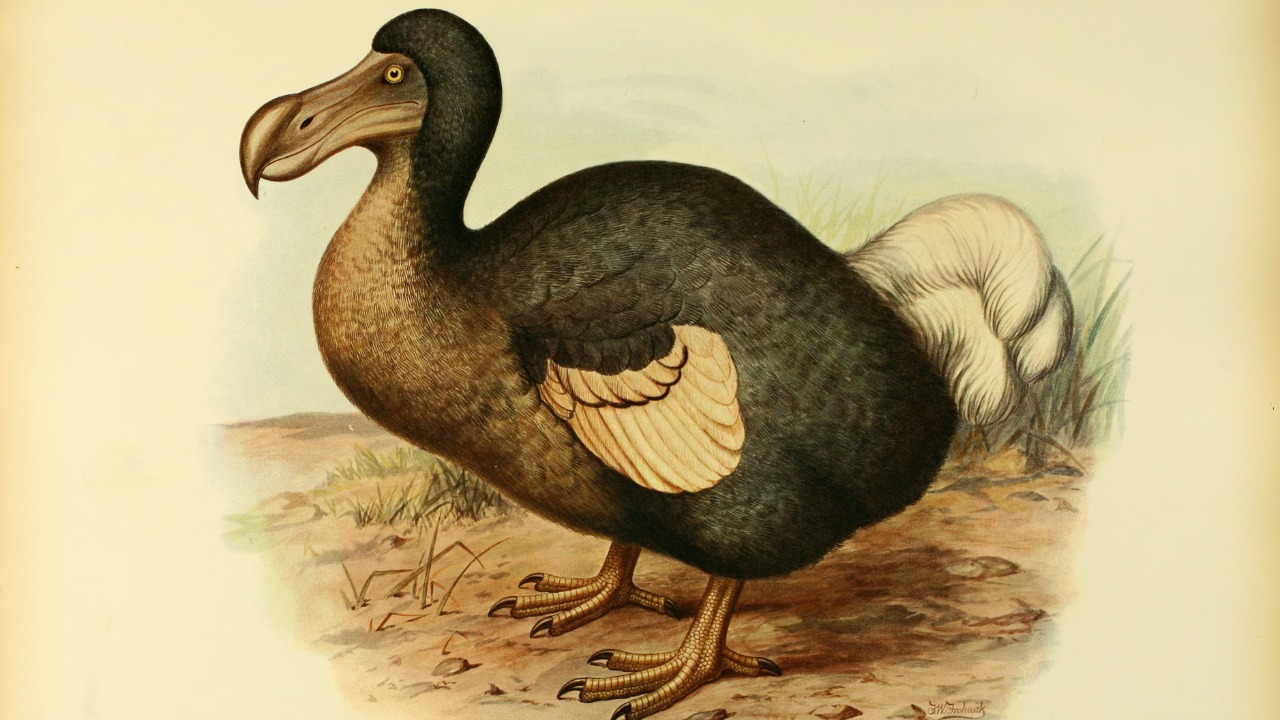 Inside Colossal’s bid to bring back the dodo and what scientists doubt