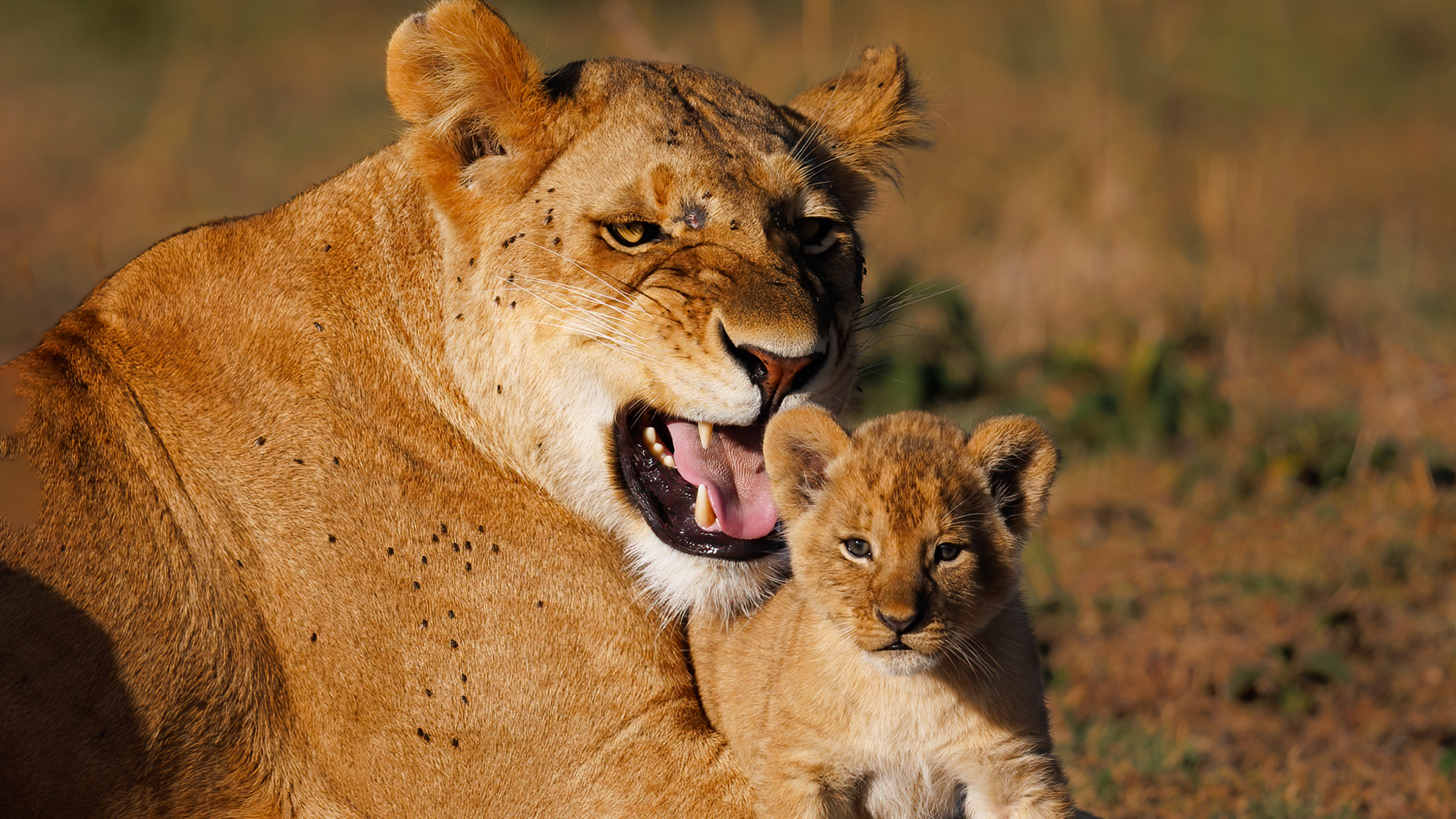For this mother lion hunting is not a priority | Wildlife Icons