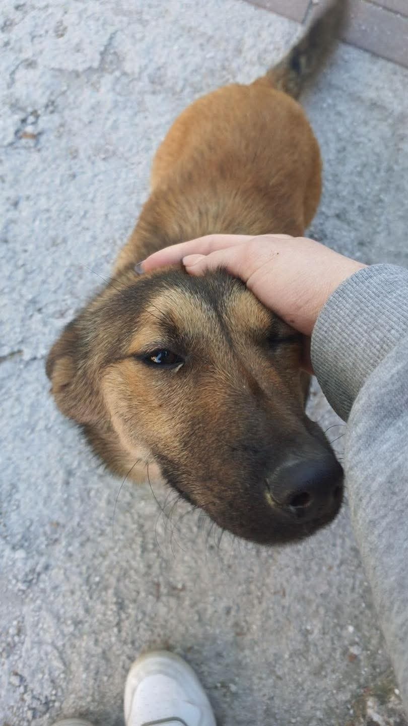 Cane randagio segue un uomo per tutta la giornata e trova una casa ...