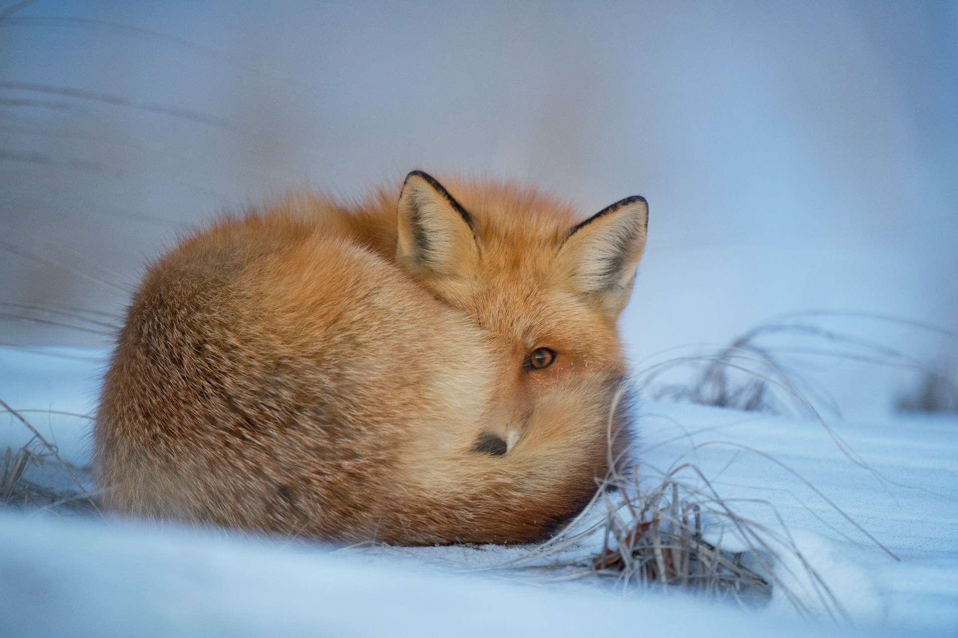 From the UK to the USA: A fox's unique transatlantic journey by ship