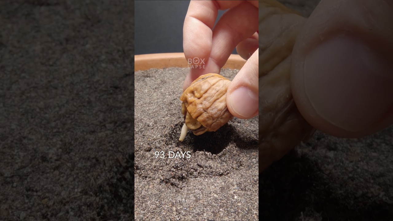 I transformed walnuts in just 49 seconds! 🌰