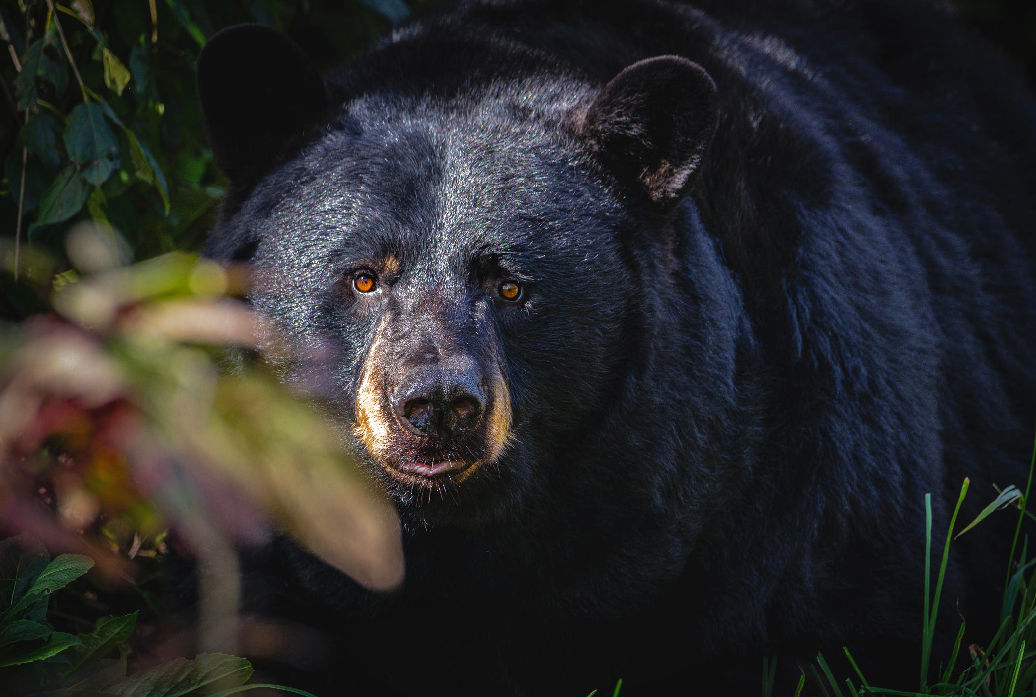 Wildlife officials tranquilize bear, take bear cubs from Monrovia home