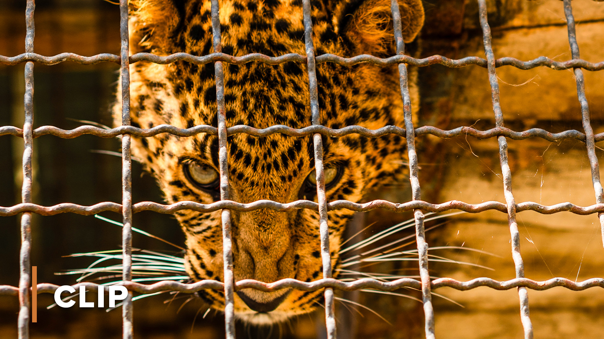 Kidnapping a leopard | Kenya wildlife diaries 104