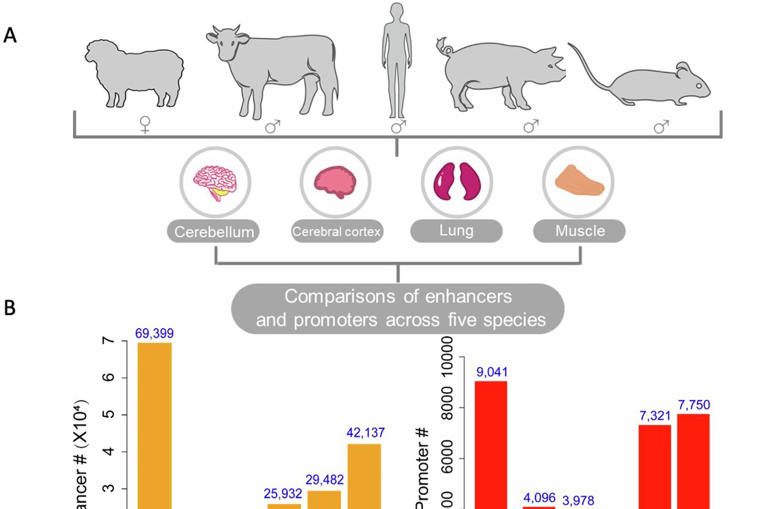 New study offers insight into tissue-specific gene regulation of sheep