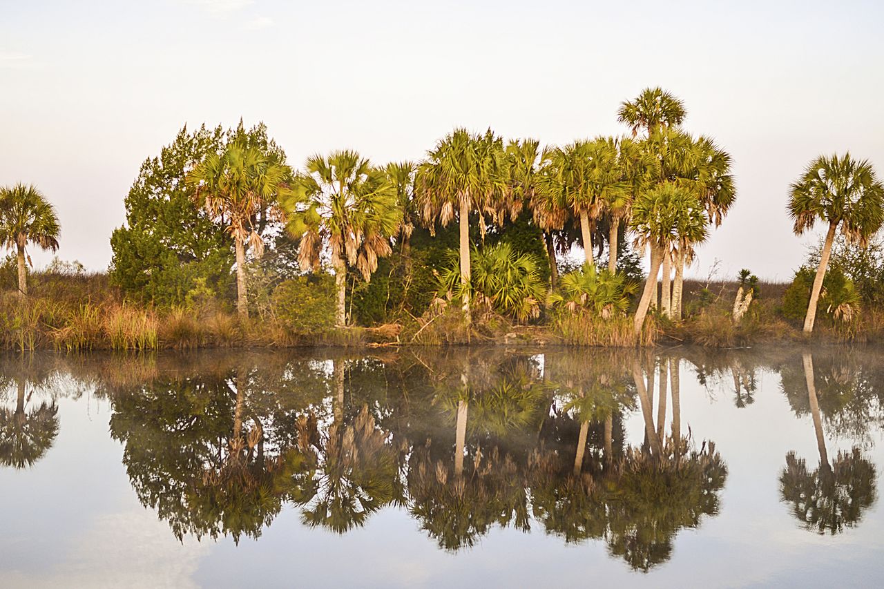 Wetland area with palm trees and their reflections in calm water