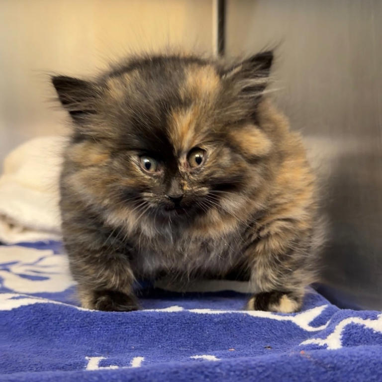 Viral puff kitten that suffers from bizarre medical condition finally ...